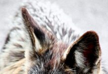 Festliche Kleider Für Damen Ab 50 Jahren: Stilvolle Auswahl Entdecken