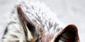 Festliche Kleider Für Damen Ab 50 Jahren: Stilvolle Auswahl Entdecken