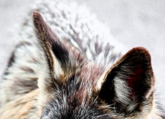 Festliche Kleider Für Damen Ab 50 Jahren: Stilvolle Auswahl Entdecken