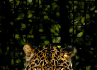 Kleider Damen Elegant: Entdecken Sie Stilvolle Mode Für Jeden Anlass