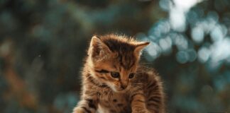 Elegante Kleider Für Frauen Ab 50: Stilvolle Looks Entdecken