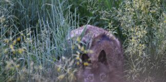 Festliches Kleid Damen: Entdecken Sie Die Neueste Mode Für Jeden Anlass