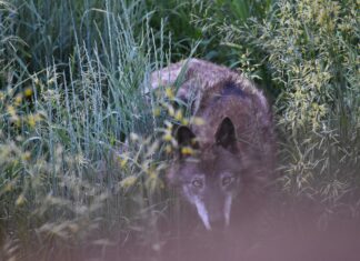 Festliches Kleid Damen: Entdecken Sie Die Neueste Mode Für Jeden Anlass