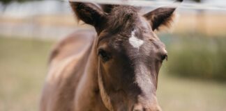Kleider Große Größen: Entdecke Stilvolle Mode Für Jede Figur