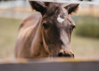 Kleider Große Größen: Entdecke Stilvolle Mode Für Jede Figur