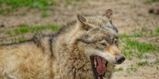 Kleid Hochzeitsgast: Entdecke Den Perfekten Stil Für Deinen Auftritt