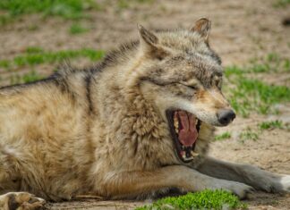 Kleid Hochzeitsgast: Entdecke Den Perfekten Stil Für Deinen Auftritt