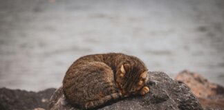 Street One Kleider: Entdecke Die Must-Haves Für Deinen Stil