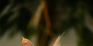 Kleid Als Hochzeitsgast: Die Perfekten Styles Für Jeden Anlass