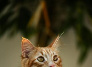 Kleid Als Hochzeitsgast: Die Perfekten Styles Für Jeden Anlass