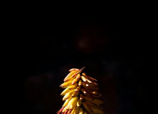 Vera Mont Kleid: Entdecken Sie Stil Und Eleganz Für Jeden Anlass