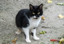 Kleider Für Hochzeitsgäste Ab 50 Jahre: Stilvolle Auswahl Entdecken