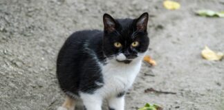 Kleider Für Hochzeitsgäste Ab 50 Jahre: Stilvolle Auswahl Entdecken