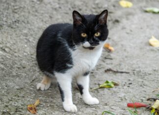 Kleider Für Hochzeitsgäste Ab 50 Jahre: Stilvolle Auswahl Entdecken