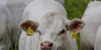 Jugendweihe Kleider: Finde Die Perfekten Outfits Für Deinen Tag!