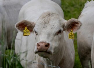 Jugendweihe Kleider: Finde Die Perfekten Outfits Für Deinen Tag!