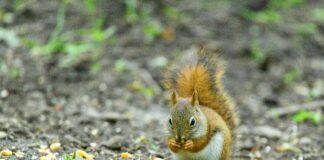 Festliche Kleider Zur Hochzeit Für Gäste: Stilvolle Auswahl Entdecken
