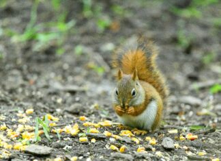 Festliche Kleider Zur Hochzeit Für Gäste: Stilvolle Auswahl Entdecken
