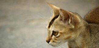 Kleider Festlich: Entdecken Sie Die Perfekten Looks Für Feste!