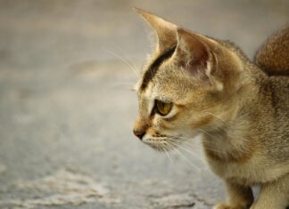 Kleider Festlich: Entdecken Sie Die Perfekten Looks Für Feste!