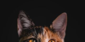 S.Oliver Kleider: Entdecken Sie Stil Und Eleganz Für Jeden Anlass