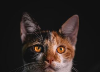 S.Oliver Kleider: Entdecken Sie Stil Und Eleganz Für Jeden Anlass