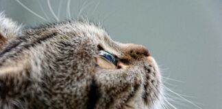 Cos Kleider: Entdecke Stilvolle Trends Für Deinen Perfekten Look