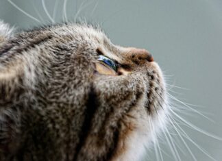 Sandro Kleid: Entdecke Den Perfekten Look Für Jeden Anlass