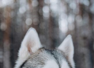 Kleider Hochzeitsgast: Finde Deinen Perfekten Look Für Feiern!