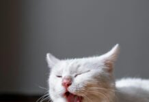 Kleider Damen: Entdecken Sie Die Neueste Mode Für Jeden Anlass