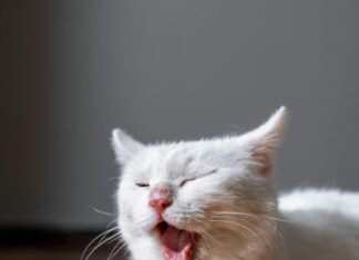 Kleider Damen: Entdecken Sie Die Neueste Mode Für Jeden Anlass