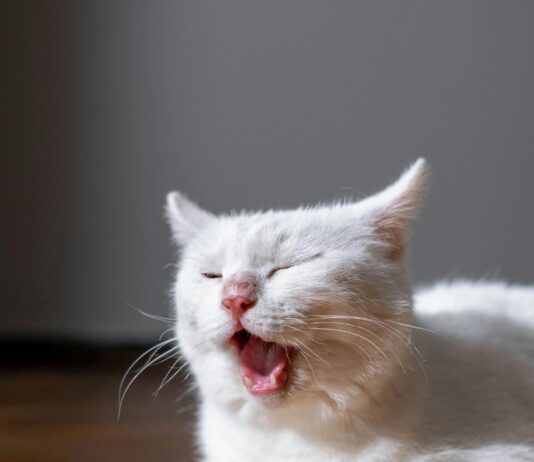 Kleider Damen: Entdecken Sie Die Neueste Mode Für Jeden Anlass