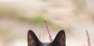 Kleid Elegant Kurz: Entdecken Sie Stilvolle Looks Für Jeden Anlass