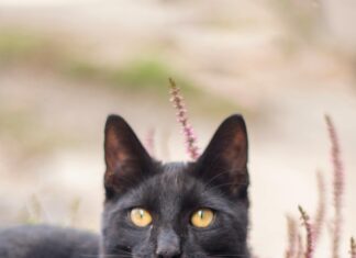 Kleid Elegant Kurz: Entdecken Sie Stilvolle Looks Für Jeden Anlass