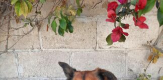 Jersey Kleid: Entdecken Sie Stilvolle Looks Für Jeden Anlass