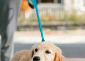 One Shoulder Kleid: Entdecke Die Trends Für Deinen Traumlook