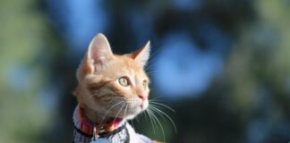 C&A Kleider: Entdecke Die Neuesten Trends Für Deinen Stil