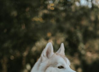 Standesamt Kleider: Finde Dein Traumkleid Für Den Großen Tag