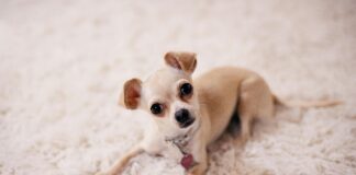 Elegantes Kleid Hochzeit: Finde Deinen Perfekten Look Für Den Tag