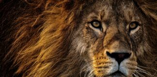 King Louie Kleid: Entdecke Die Must-Have Mode Für Deinen Stil