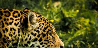 Amazon Kleider: Entdecken Sie Die Neuesten Trends Für Jeden Anlass