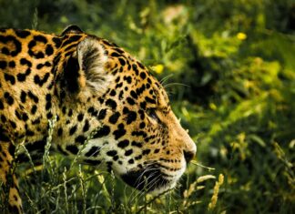 Amazon Kleider: Entdecken Sie Die Neuesten Trends Für Jeden Anlass