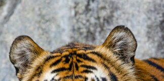 Kleid Bei Amazon: Entdecke Die Trendigsten Styles Für Dich!