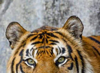 Kleid Bei Amazon: Entdecke Die Trendigsten Styles Für Dich!