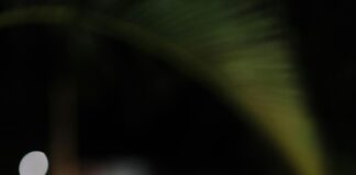 Guido Maria Kretschmer Kleid: Entdecken Sie Die Must-Have Styles