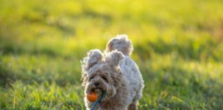 Ball Kleider: Entdecke Die Perfekten Styles Für Deinen Auftritt