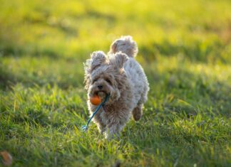 Ball Kleider: Entdecke Die Perfekten Styles Für Deinen Auftritt