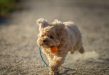 BH Für Rückenfreies Kleid: Die Geheimnisse Perfekter Passform