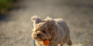 BH Für Rückenfreies Kleid: Die Geheimnisse Perfekter Passform