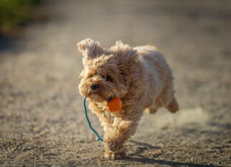 BH Für Rückenfreies Kleid: Die Geheimnisse Perfekter Passform